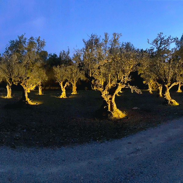 Éclairage jardin dans les Alpes-Maritimes par Matthieu Ecolivet Paysagiste