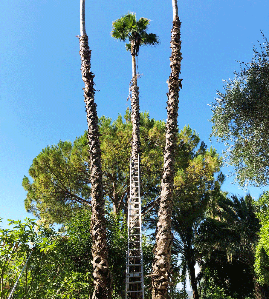 Élagage et entretien de jardin dans les Alpes-Maritimes